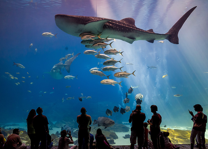 Atlanta Georgia Aquarium