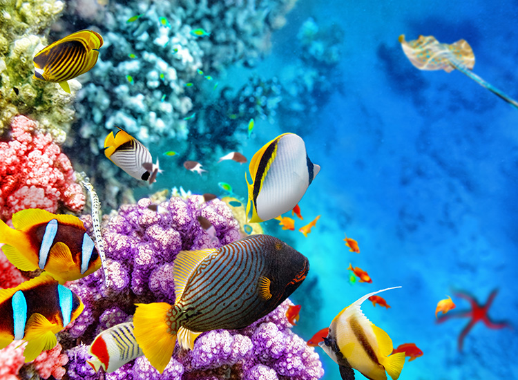 Vacation Destination: The Great Barrier Reef, Australia