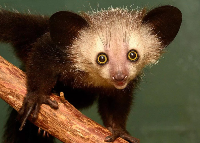 An Aye-Aye lemur with large, glowing yellow eyes and oversized black ears perched on a wooden branch, displaying its thin, elongated middle finger used for foraging.