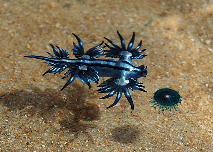 A vibrant blue and silver Glaucus atlanticus sea slug, known as a Blue Dragon, swimming in shallow water over sand toward a circular Blue Button jellyfish.