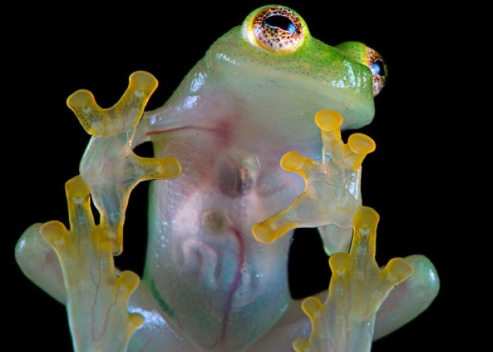 An underside view of a Glass Frog clinging to a surface against a black background, showcasing its translucent skin that reveals its internal organs, including the heart and digestive tract.