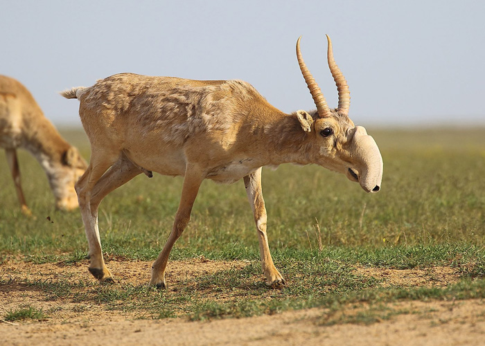 A side-profile photograph of a male Saiga Antelope walking in a grassy steppe, featuring its unusual, bulbous, flexible-looking snout and twisted horns.
