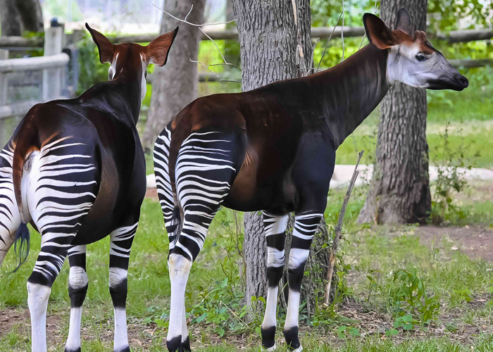 Two okapis in a wooded enclosure, one showcasing its dark velvet brown body and horse-like head while the other displays its distinctive white and black zebra-like stripes on its hind legs.