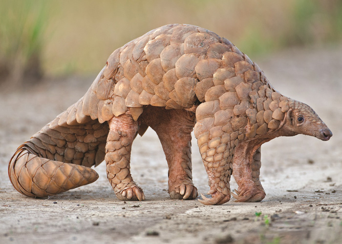 A pangolin walking along a dirt path, highlighting its thick, overlapping brown keratin scales and sharp claws—a prime example of the weirdest animals in the world.