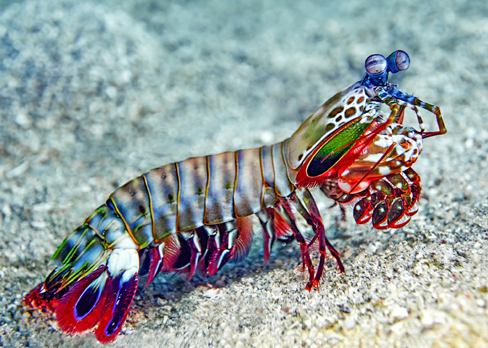 A vibrant Peacock Mantis Shrimp with rainbow-colored plating and large, complex stalked eyes crawling across a sandy seabed.
