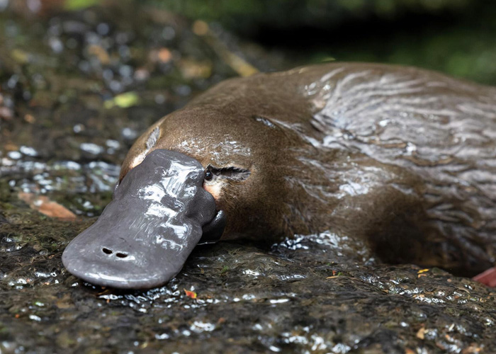 A wet platypus resting on dark mossy rocks, showcasing its unique duck-like bill.