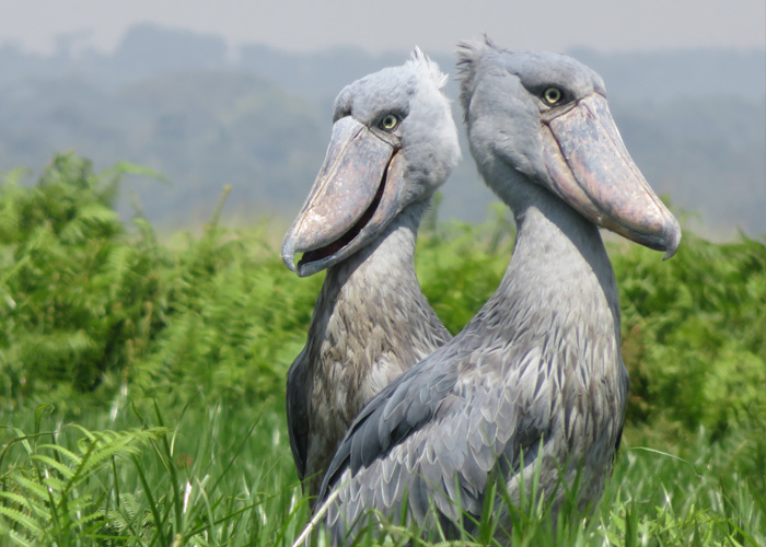 Two large, prehistoric-looking Shoebill Storks stand side-by-side in high green grass, showcasing their distinctive, massive clog-shaped beaks.