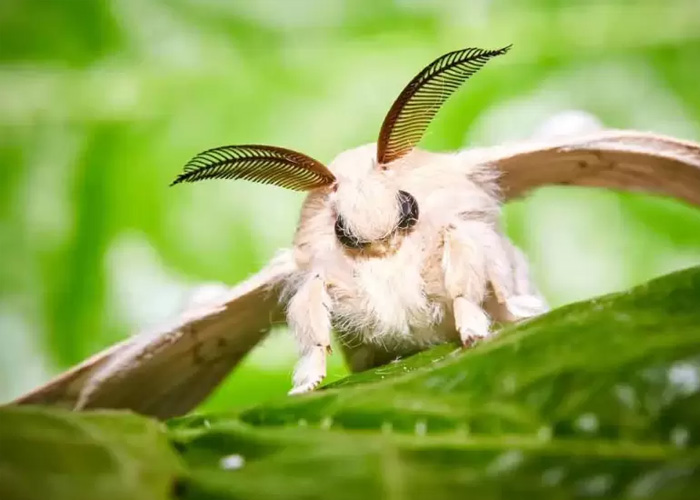 A close-up, frontal view of a white, extremely fluffy Venezuelan Poodle Moth with large black eyes and feathered antennae perched on a bright green leaf.
